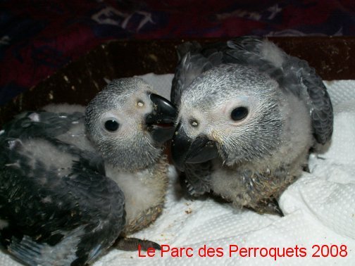 b�b�s gabonais